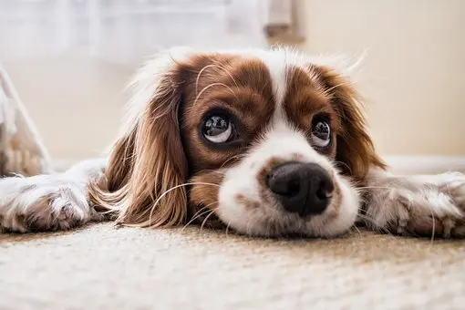 Carpet-Cleaner--in-Portland-Oregon-carpet-cleaner-portland-oregon.jpg-image