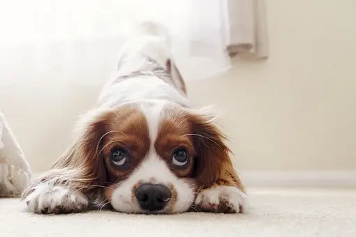 Pet-Stain-Carpet-Cleaner--in-Cincinnati-Ohio-pet-stain-carpet-cleaner-cincinnati-ohio.jpg-image