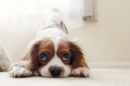 Pet-Stain-Carpet-Cleaner--in-Washington-District-Of-Columbia-pet-stain-carpet-cleaner-washington-district-of-columbia.jpg-image